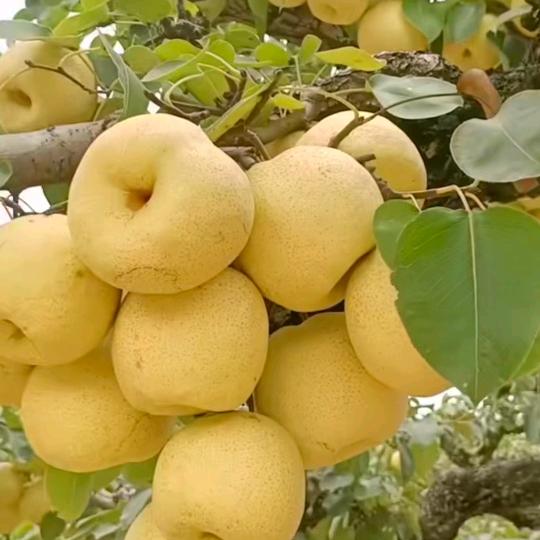 宁陵酥梨诚信代收代发（小安）