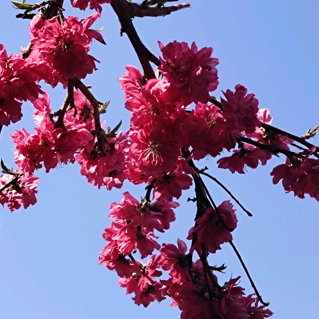 幸福永远（无需连赞）