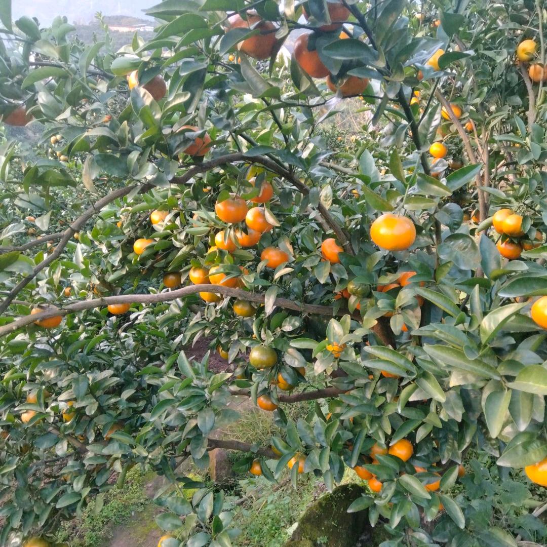 我是小杨