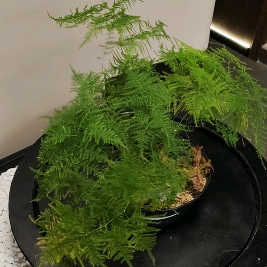 肖老师