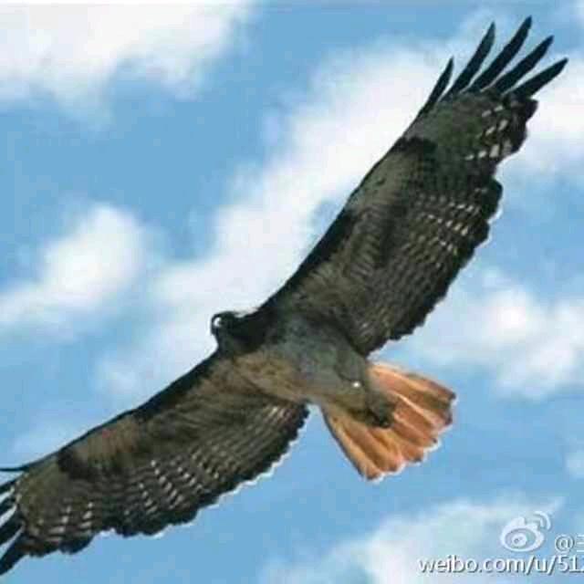 雄鹰独享
