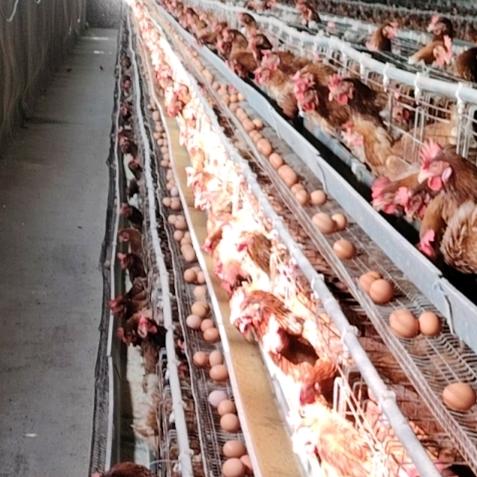 三源蛋鸡养殖场