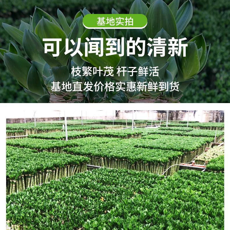 广州荔湾区幸福花卉批发店