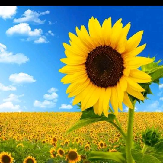 向日葵🌻🌻