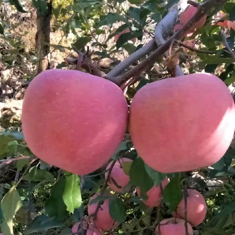 水小鱼鱼