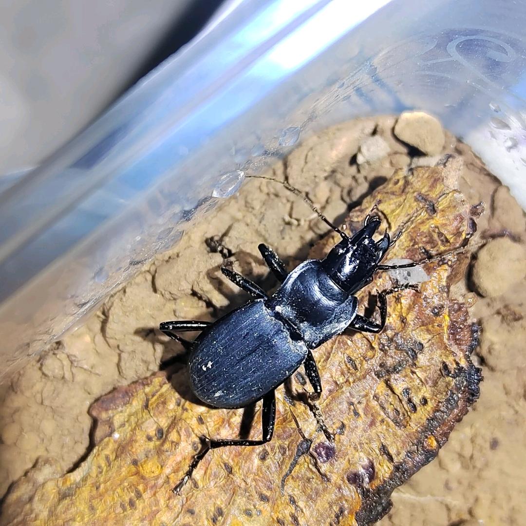 小小昆虫