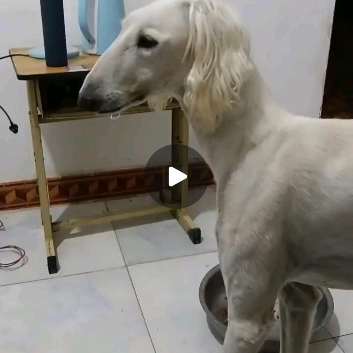 陕西天狼犬舍