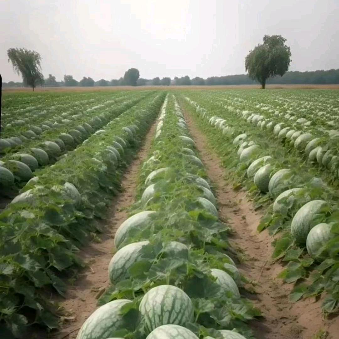 飞飞西瓜