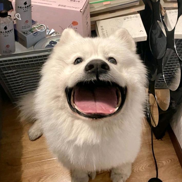北星予极