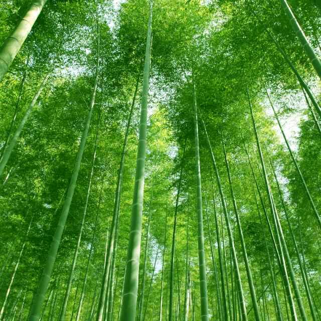 龙行天下