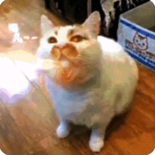 恶猫咆哮