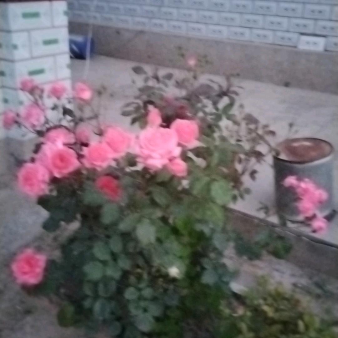 健康平安采摘园