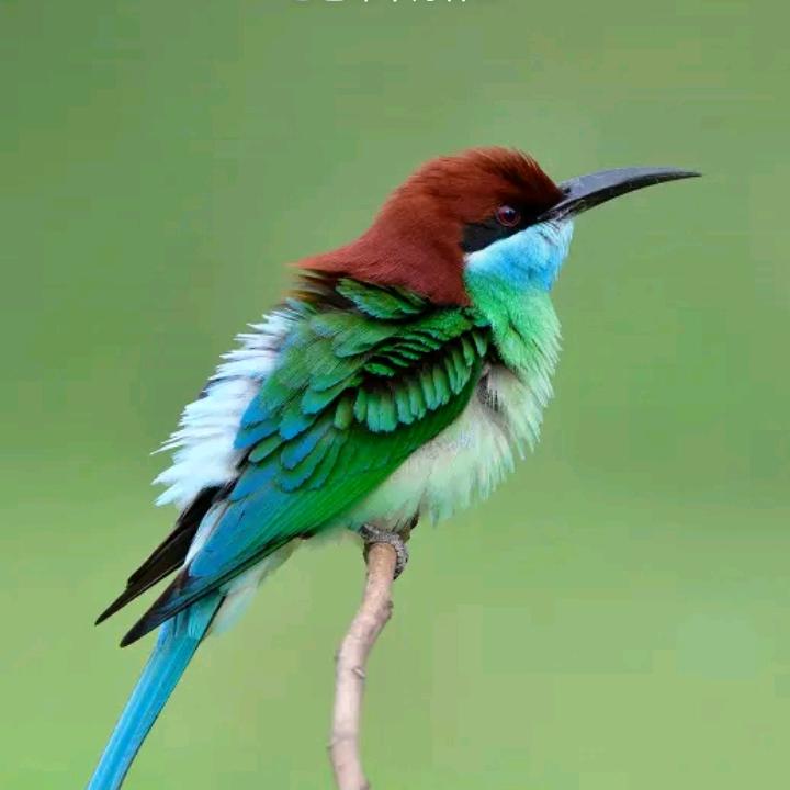孤影
