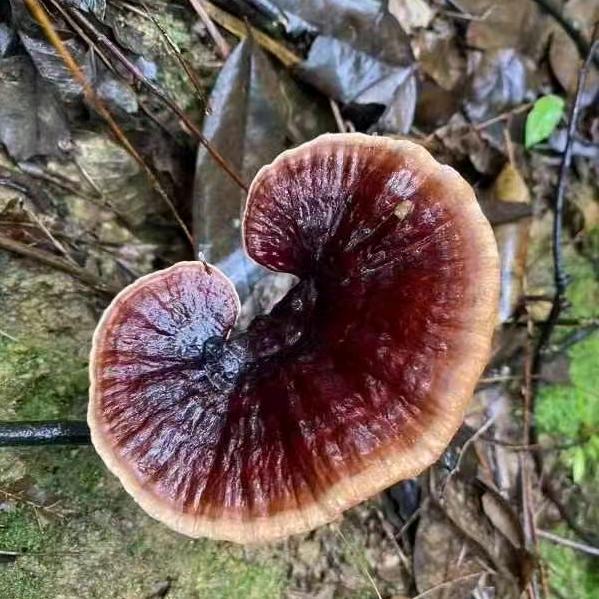 野生药材，合作共赢