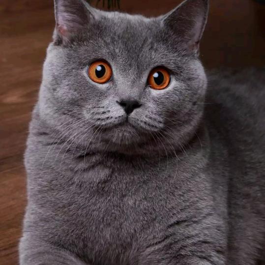 叶纾，，