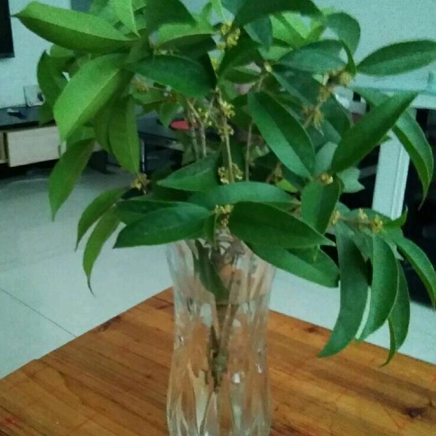 黄振荣