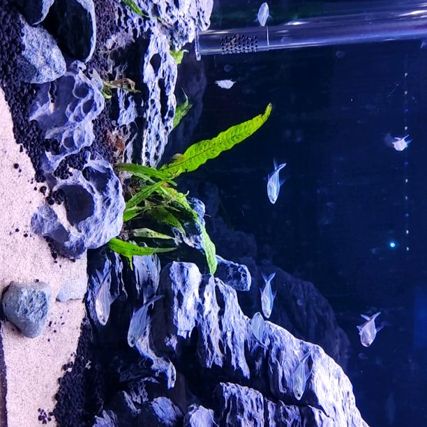 铁打的爷们儿是好钢