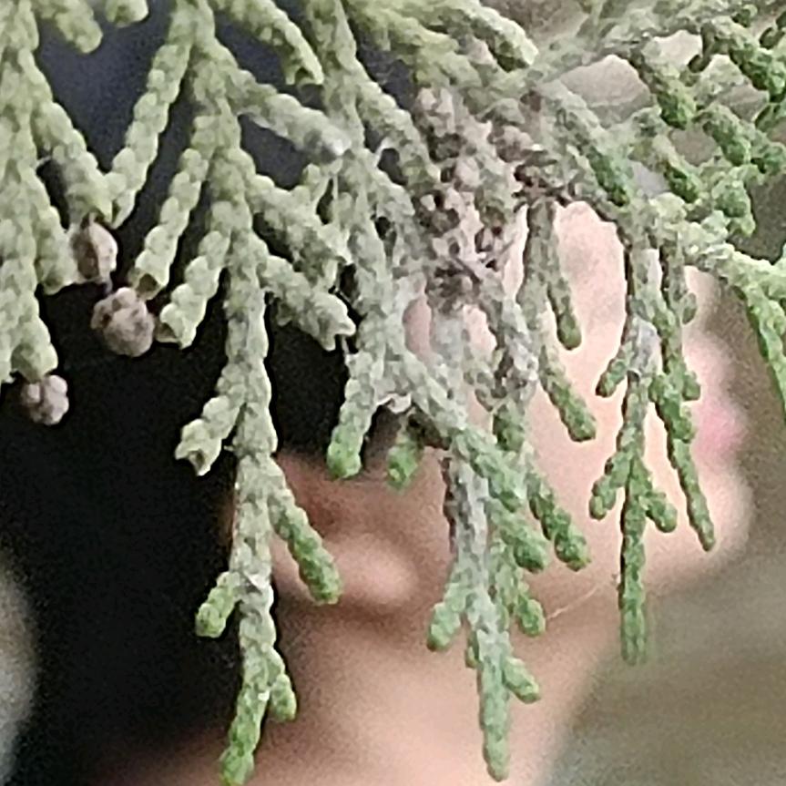 柳月