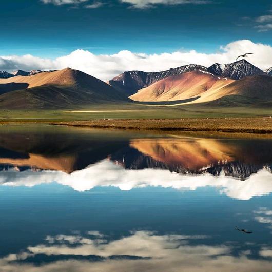 西藏那曲虫草·西藏央金