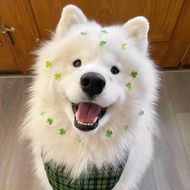 爆龙头像