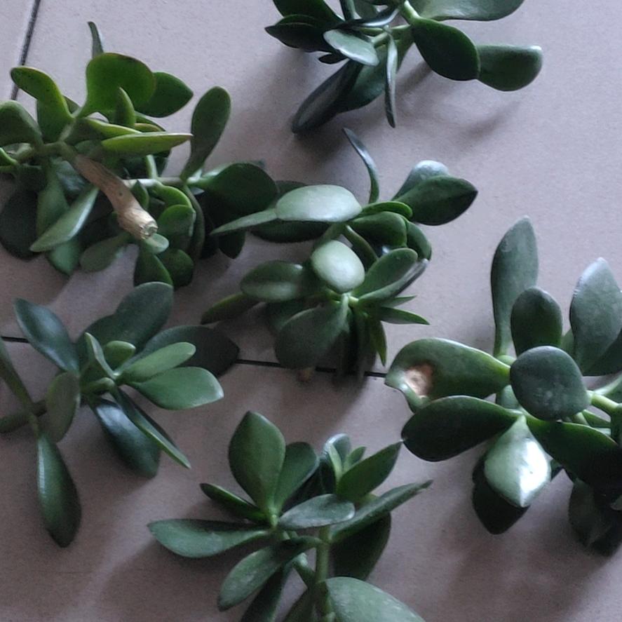 A_祥和全屋定制