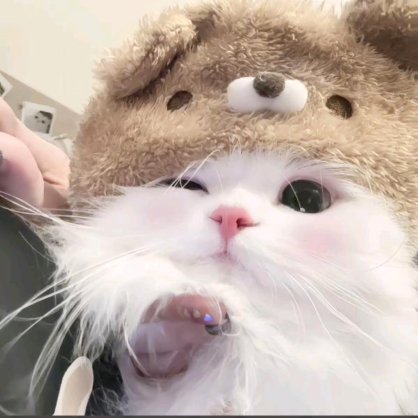 小猫🐱炸毛