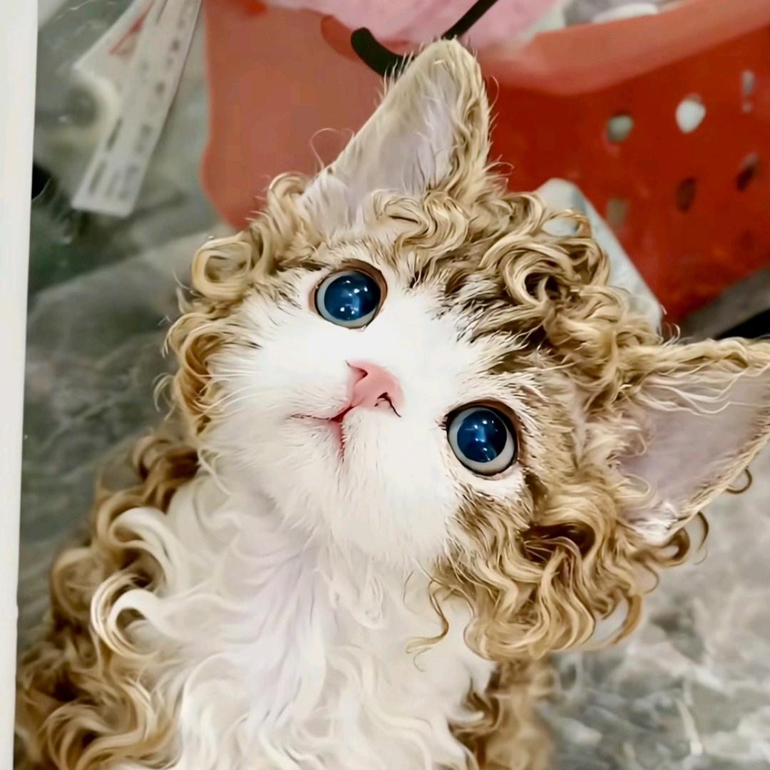 ᓚᘏᗢ🍊(→养你啊）