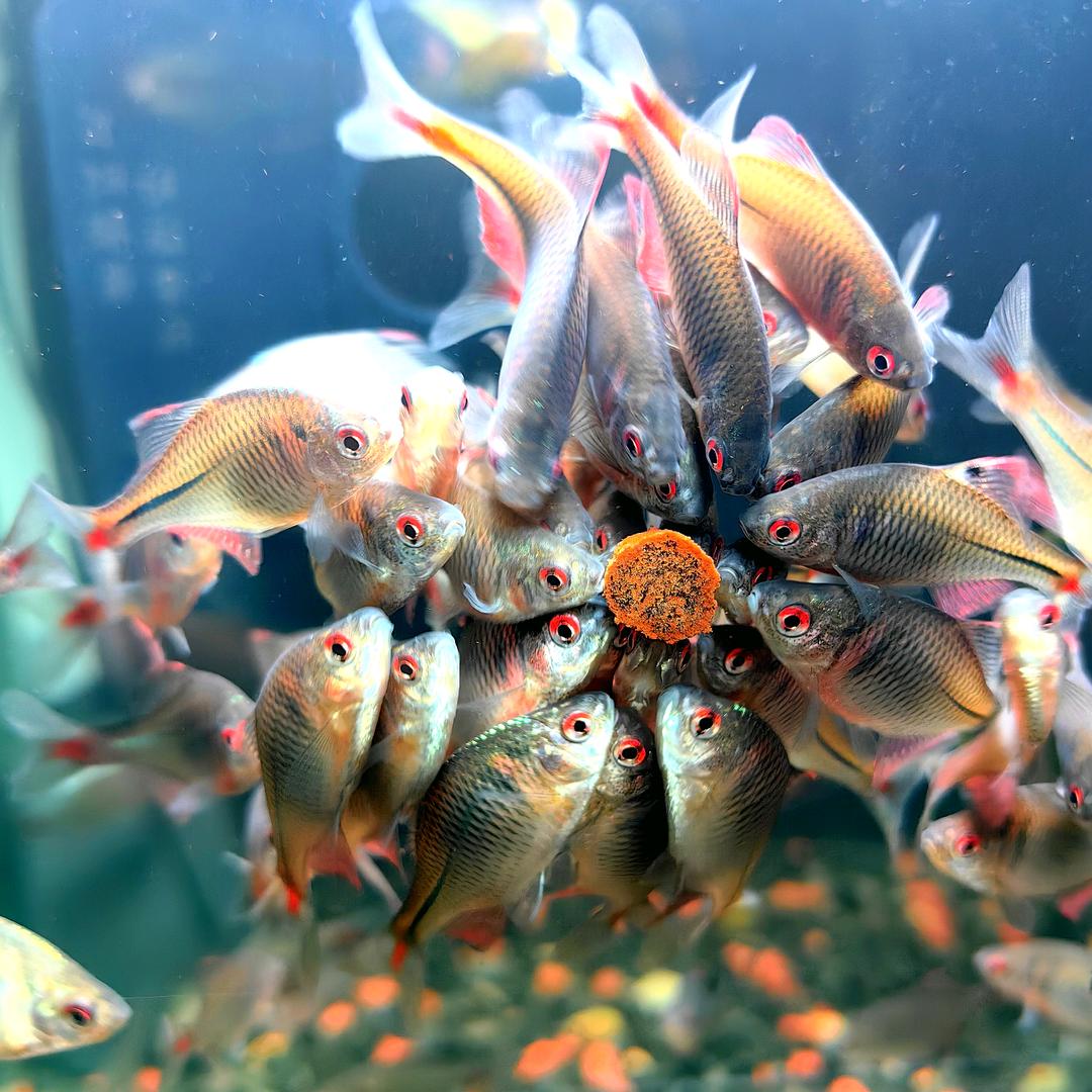 鱼游江湖