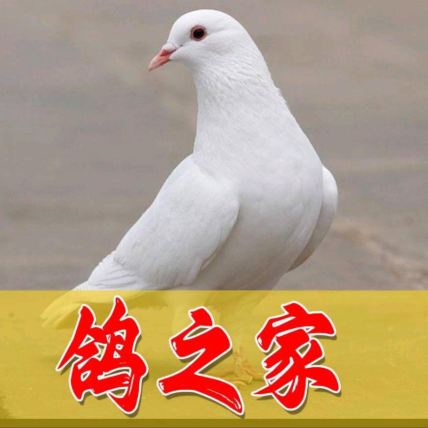 鸽之家鲜活冻品商行