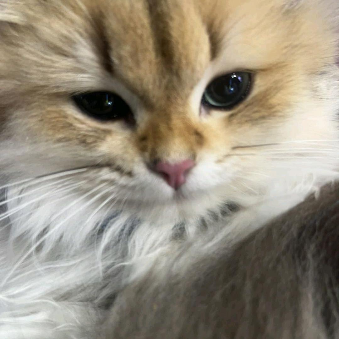黑白白