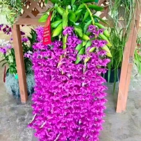 曼陀罗发展事业