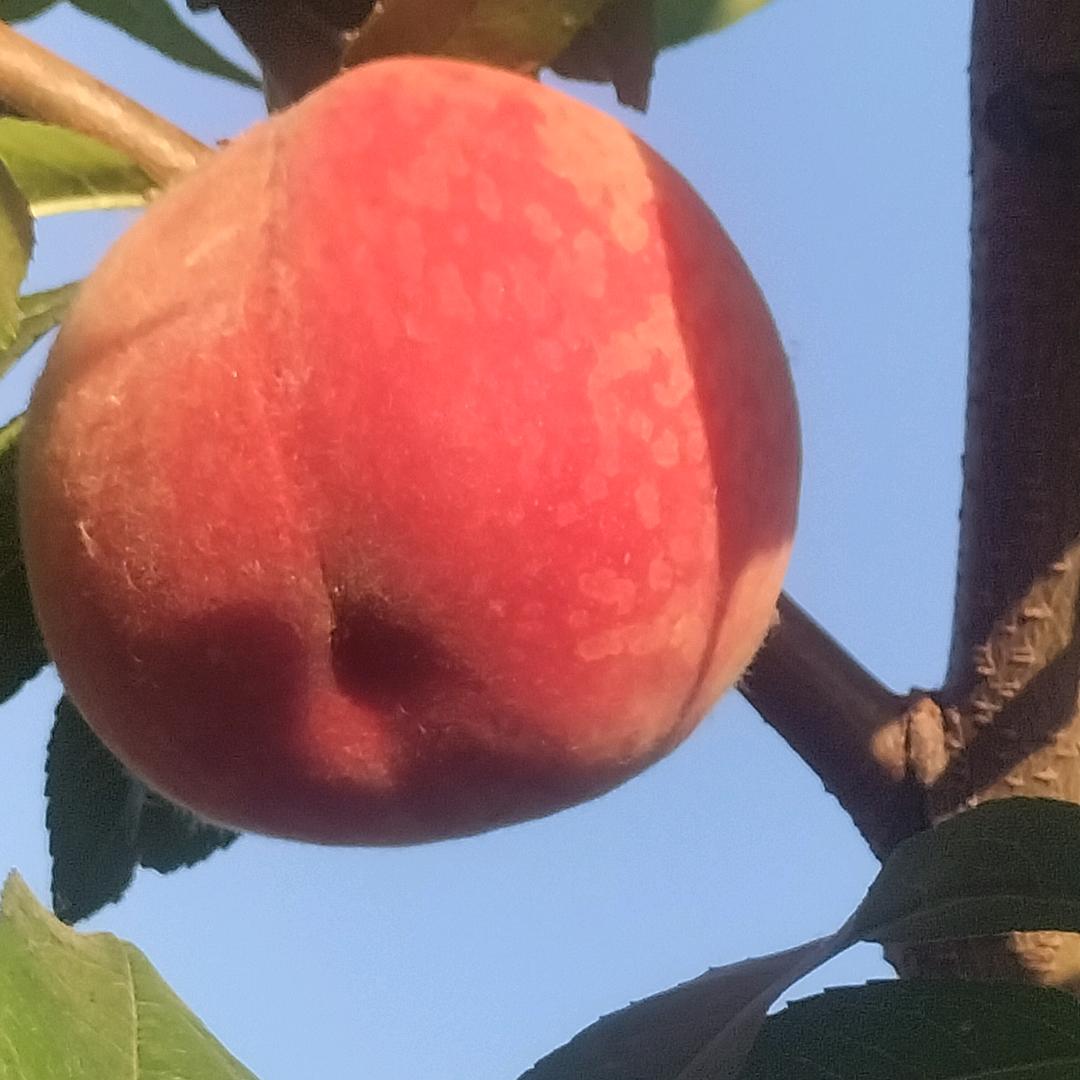 梁家小地锅牛肉店