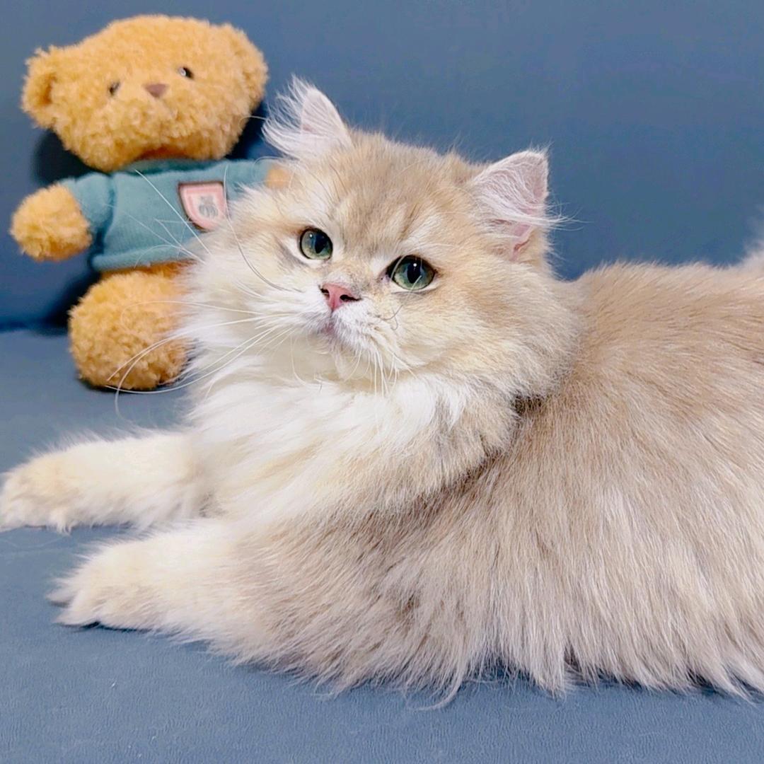 柒柒家的喵🐈‍⬛