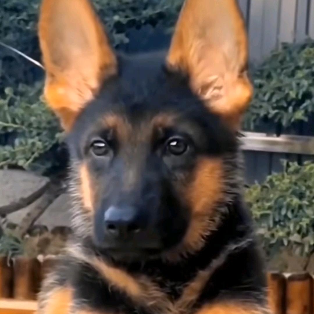 我的犬