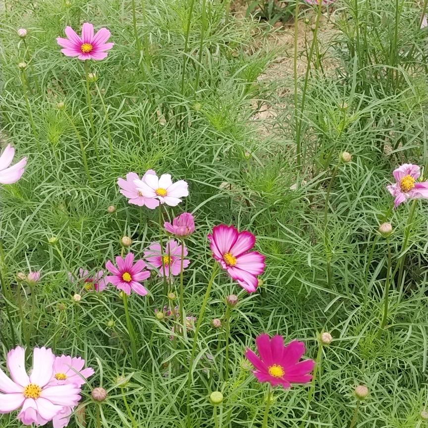 听风看月