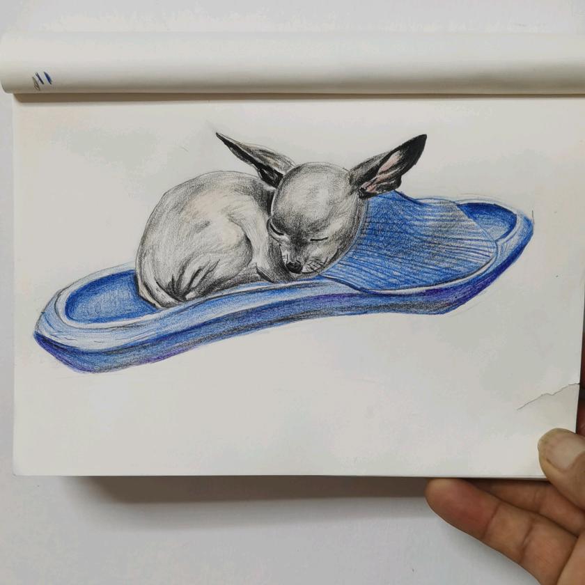 舍得精品小鹿犬