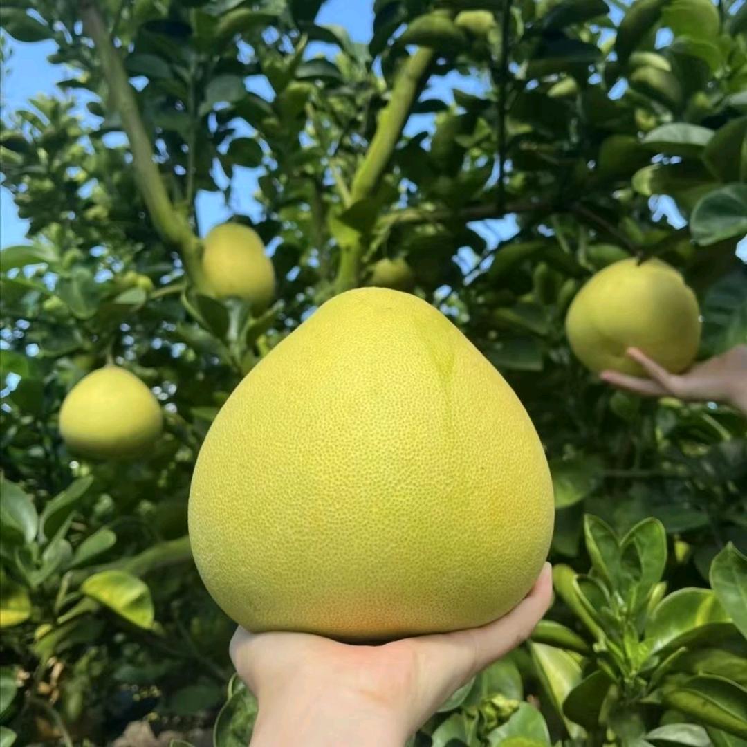 贤超的新鲜果蔬小铺