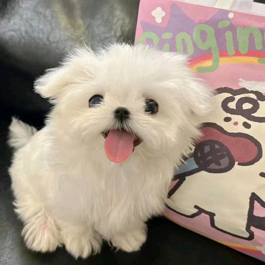 草莓塔塔tarot🔮