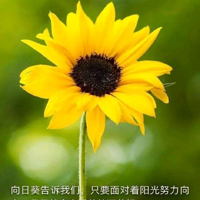 安然🍷