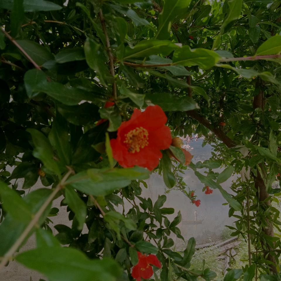 自然观察纪录