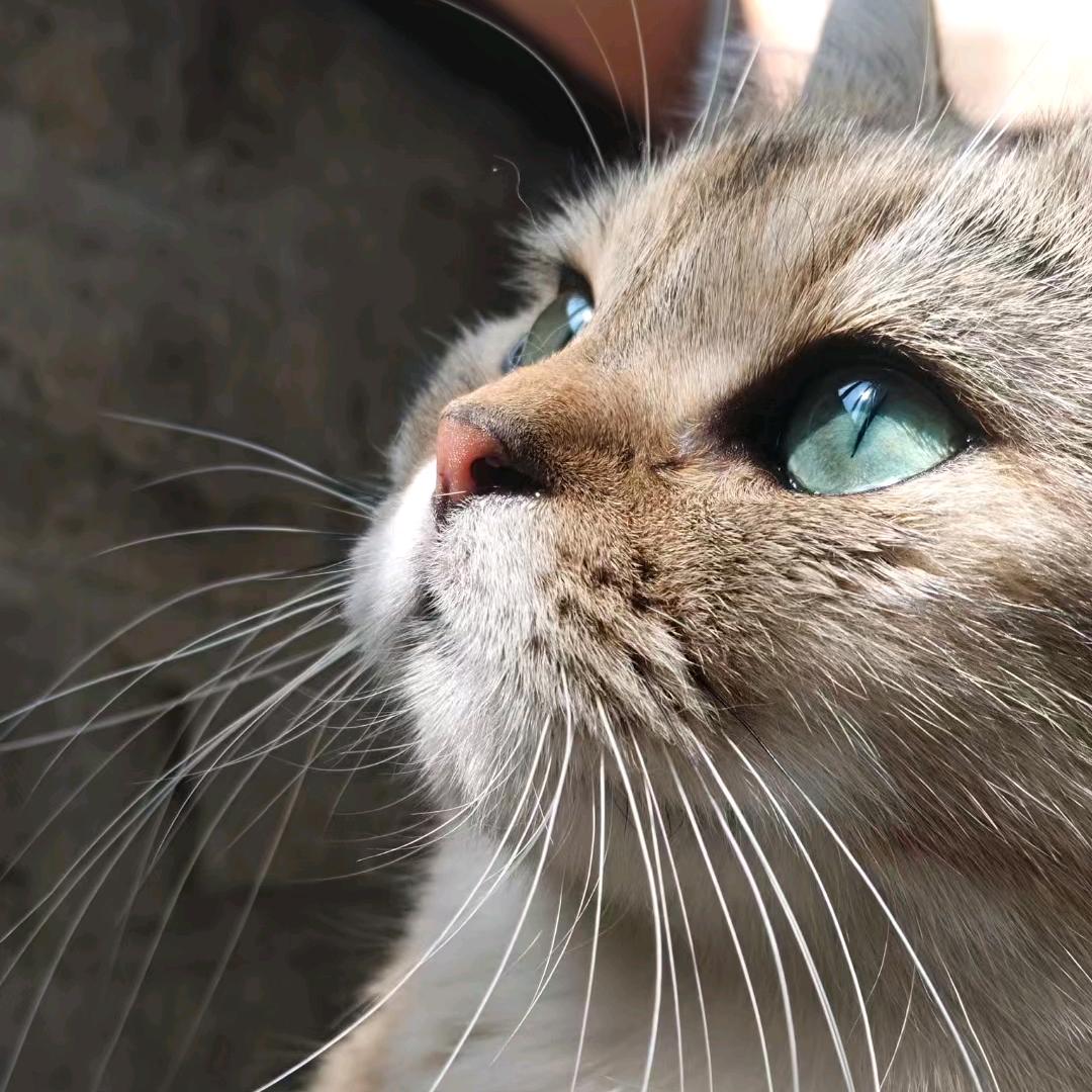 才不要吃香菜🌈