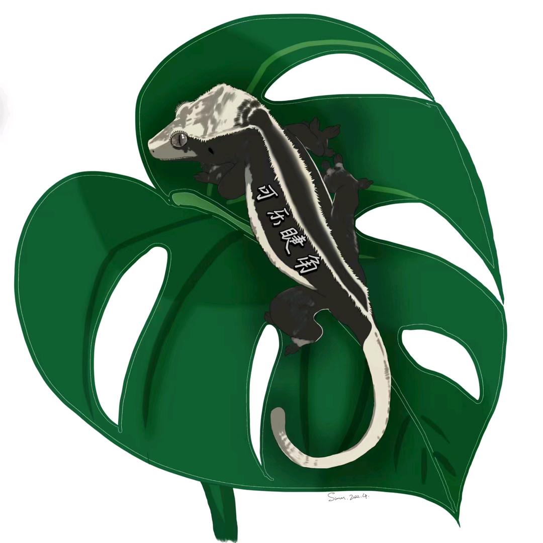 可乐睫角（500粉送睫角）