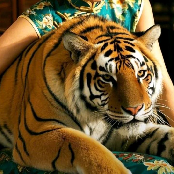 程婉仪🌹🌹🌹