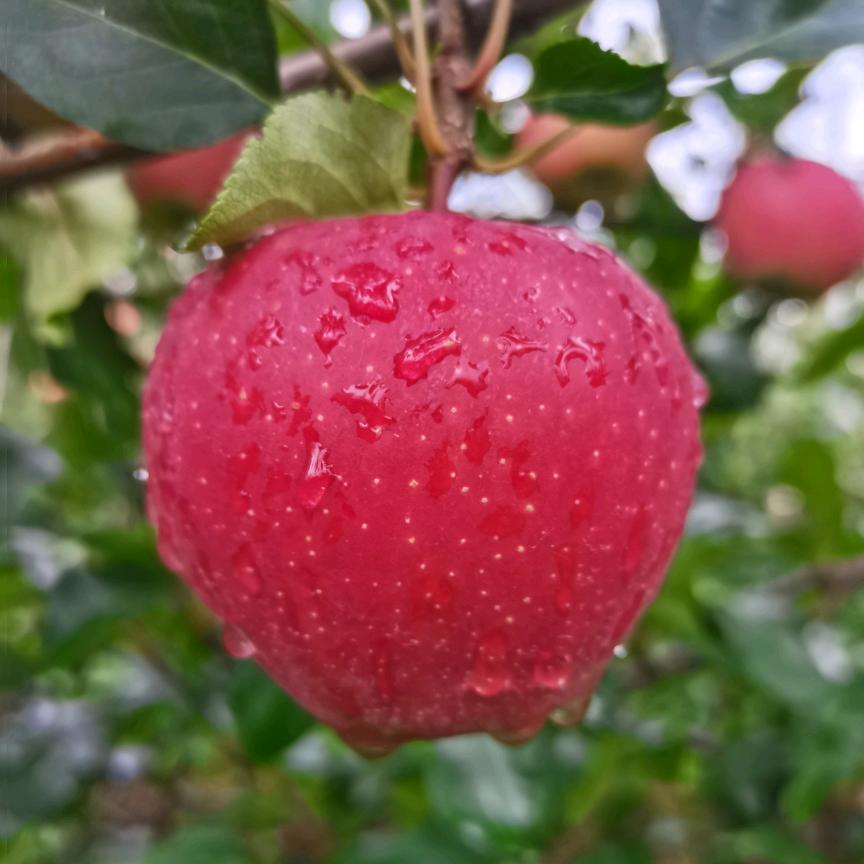 🍎苹果