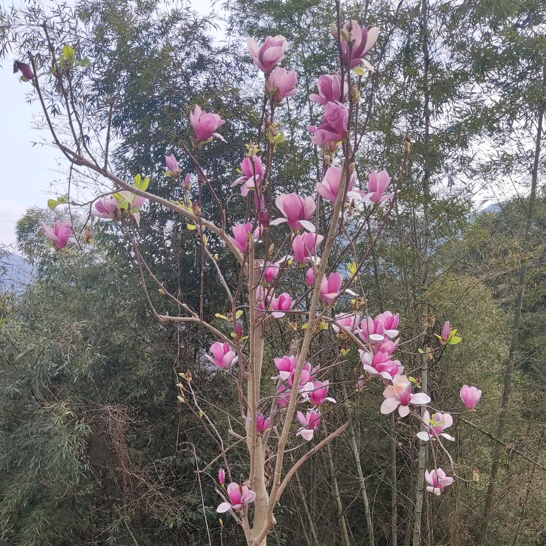 梦瑶
