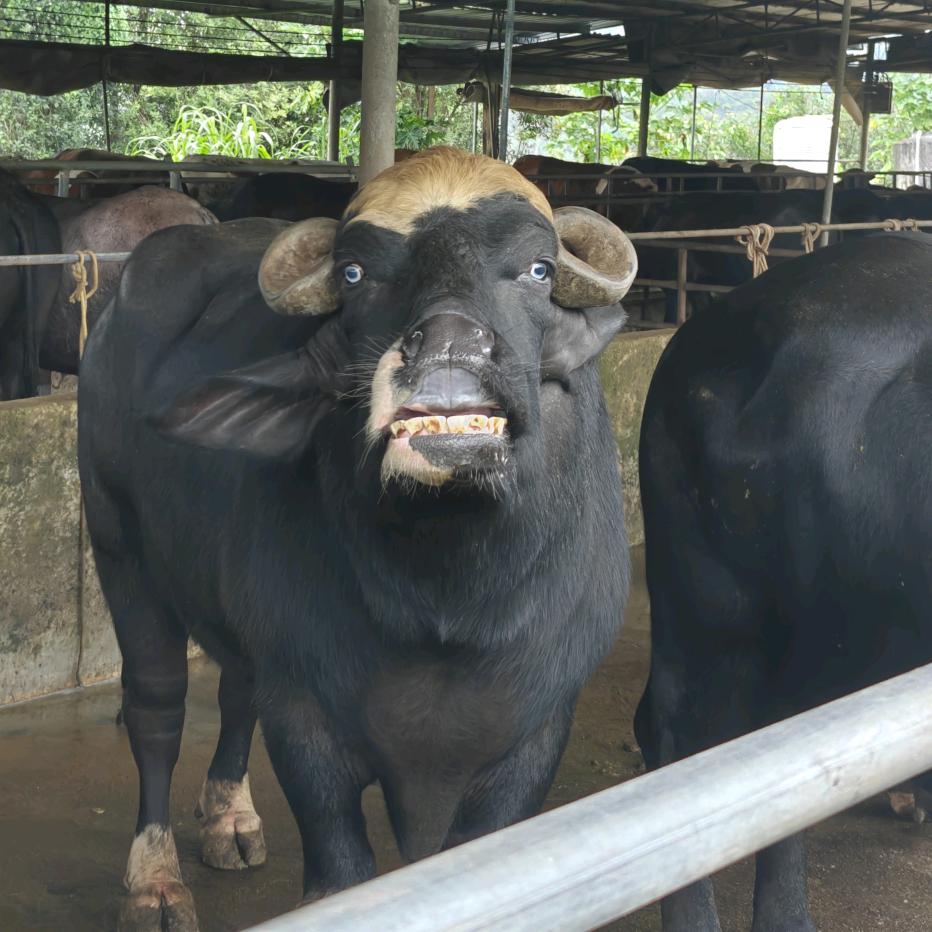 博白水牛