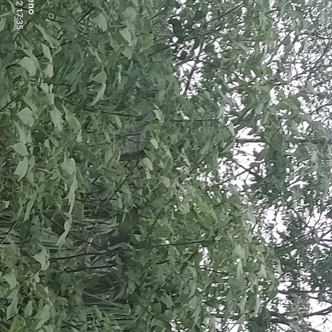 单亲妈妈 958