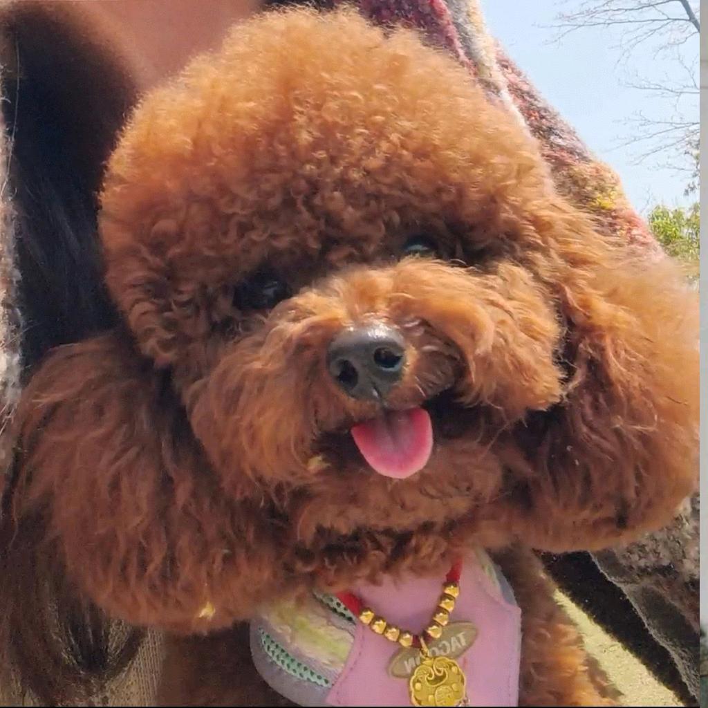 我家泰迪叫团宝