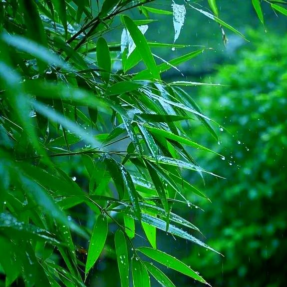我心中的那片海