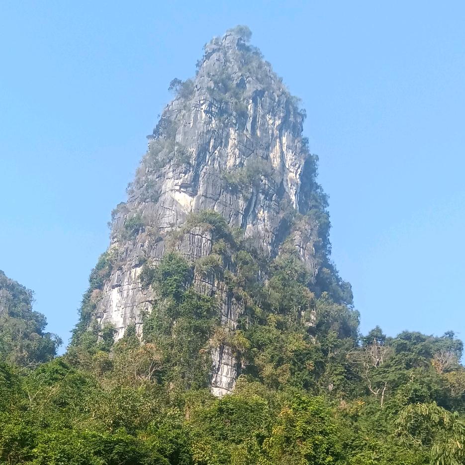 丛林之王